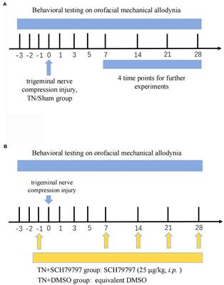 Blood-nerve barrier disruption and coagulation system activation induced by mechanical compression injury participate in the peripheral sensitization of trigeminal neuralgia